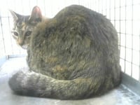 DAISY - Photo 1