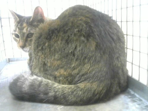 DAISY - Domestic Short Hair available for adoption