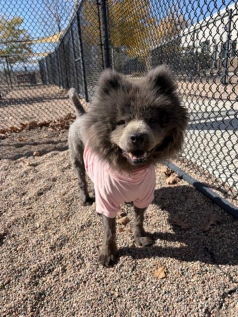 CHLOE - Chow Chow available for adoption