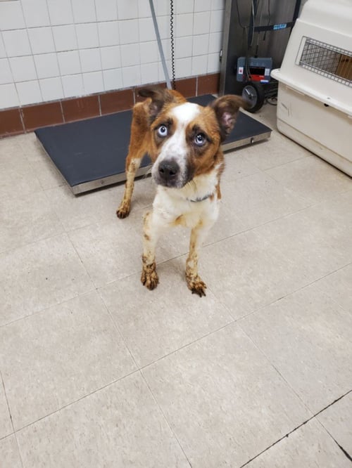ARIEL - Australian Cattle Dog/Blue Heeler available for adoption