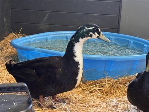 MARLEY - Duck available for adoption