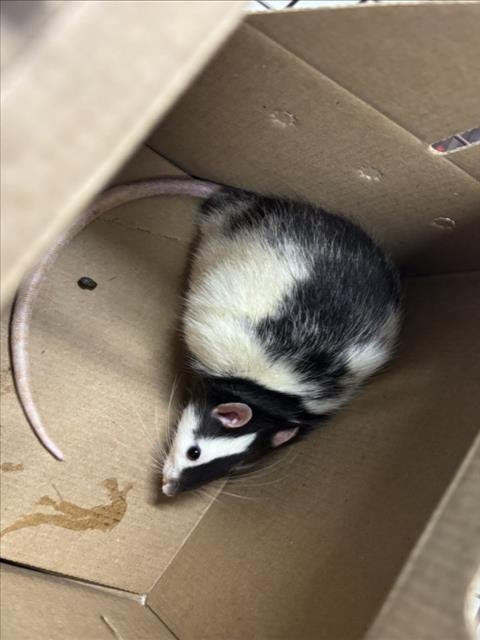 GEORGIE - Rat available for adoption