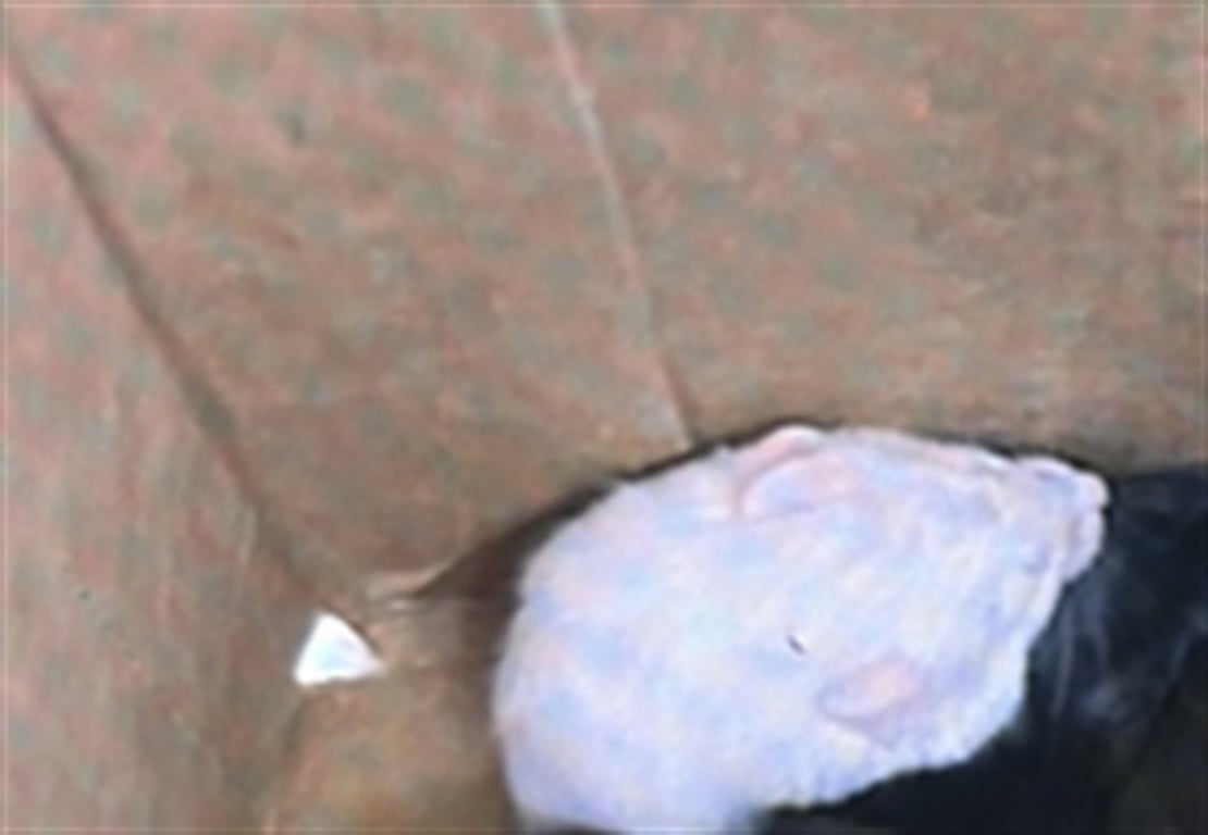 CHEDDAR Image