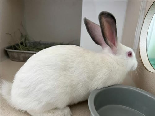 PONDEROSA - Shorthaired Rabbit available for adoption
