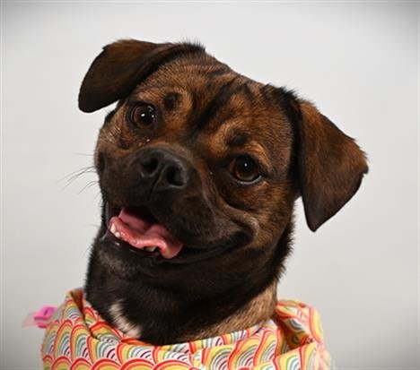 PENNY - Pug / Dachshund available for adoption