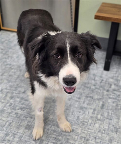 EMBER - Border Collie / Australian Shepherd available for adoption
