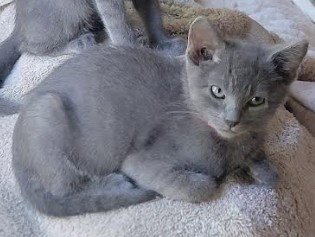 UBE - Domestic Short Hair available for adoption
