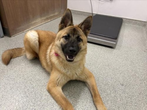 KALLIE - German Shepherd Dog / Chow Chow available for adoption