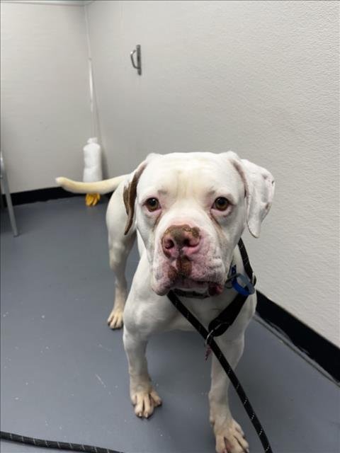 CASPER - American Bulldog available for adoption