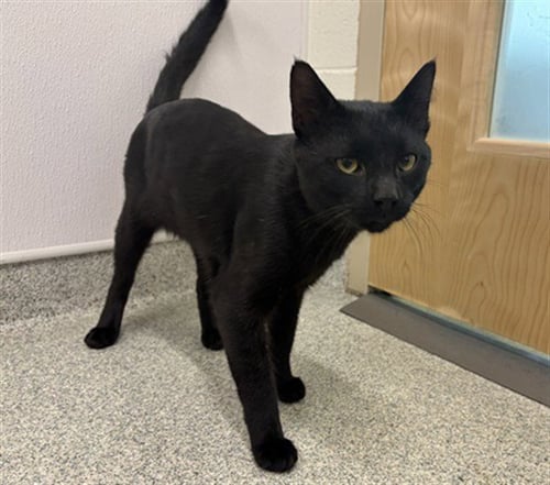 BLACKBEARD - Domestic Short Hair available for adoption