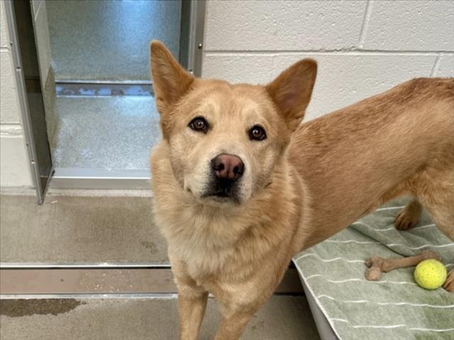 NALA - Chow Chow / Siberian Husky available for adoption