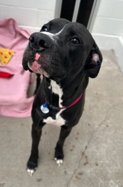 DAXTER - Great Dane / Staffordshire Bull Terrier available for adoption