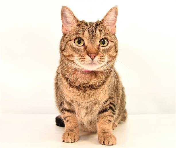 SONJA - Domestic Short Hair available for adoption