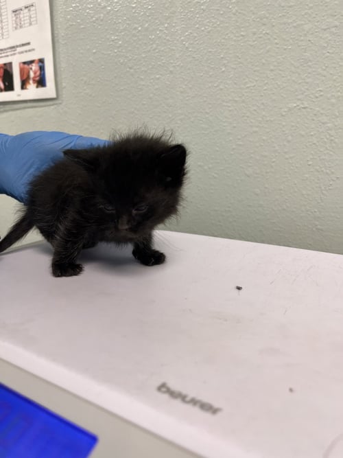 MARCIE - Domestic Short Hair available for adoption