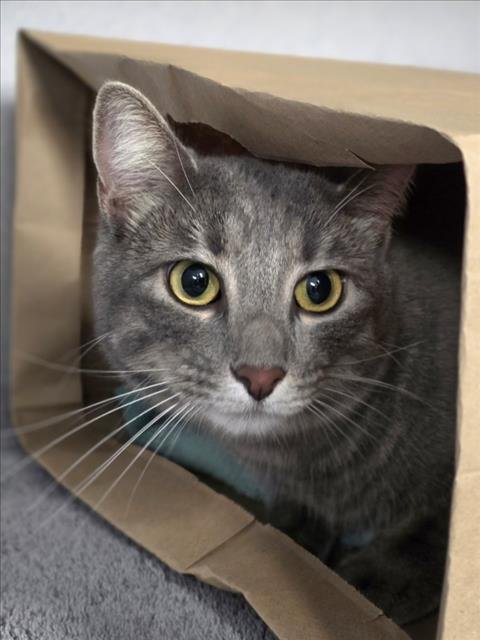 DELULU - Domestic Short Hair available for adoption