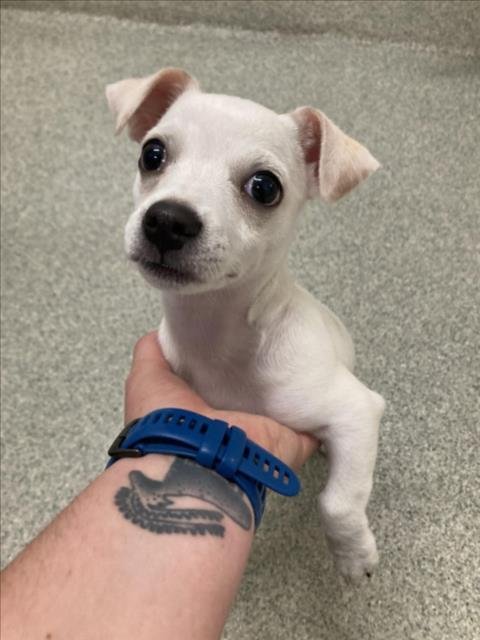 BROCKK - Chihuahua available for adoption
