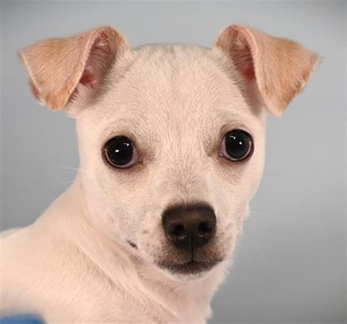 BROCKK - Chihuahua available for adoption