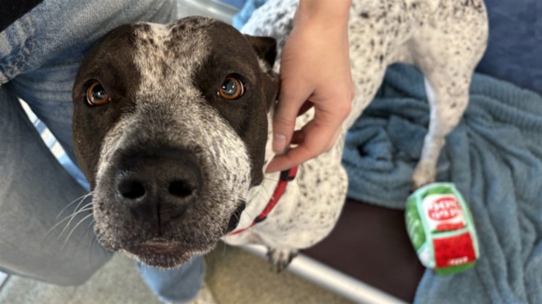 DARBY - German Shorthaired Pointer / Pit Bull Terrier available for adoption