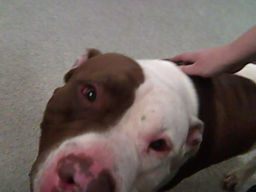 BUG - American Bulldog / Pit Bull Terrier available for adoption