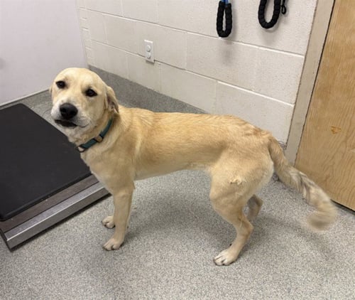 BELLA - Great Pyrenees / Labrador Retriever available for adoption