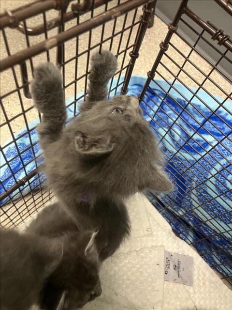 BUTTERNUT - Domestic Short Hair available for adoption