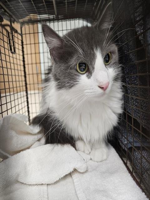 PATTI - Domestic Medium Hair available for adoption