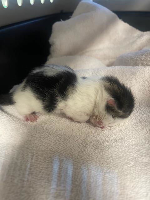 CHECKERS - Domestic Short Hair available for adoption