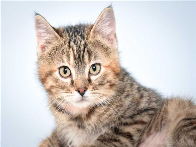 SNOWFLAKE - Domestic Short Hair available for adoption