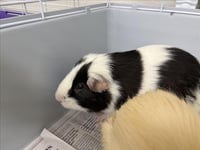 SNICKERS - Photo 1