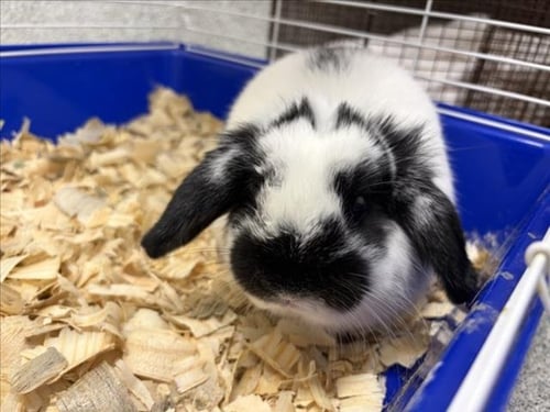 DUNKIN ALEXANDER - Shorthaired Rabbit available for adoption