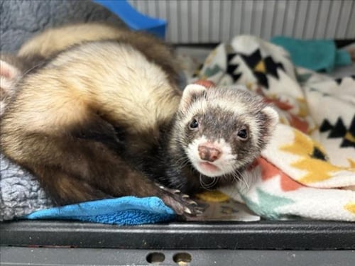 FELICIA - Ferret available for adoption