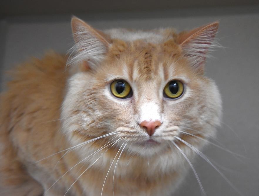 PEACHES Image