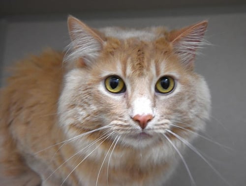 PEACHES - Domestic Long Hair available for adoption