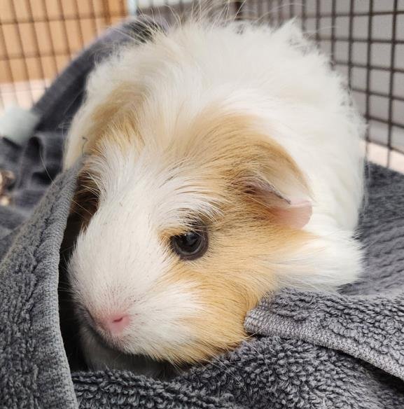 SUNNY - Guinea Pig available for adoption