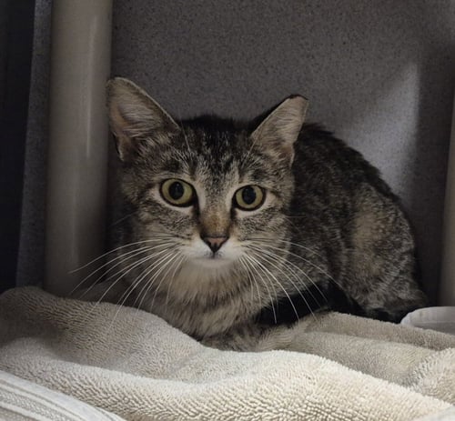 TORTILLA - Domestic Short Hair available for adoption