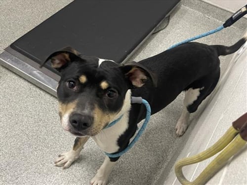 HAZE - Pit Bull Terrier available for adoption