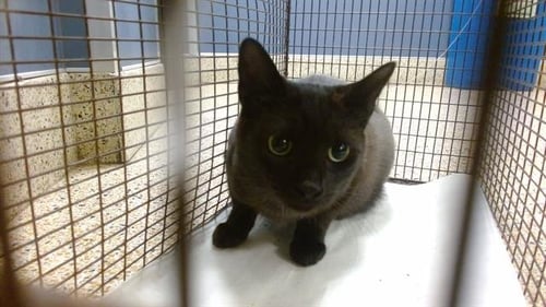 DIPPER - Domestic Short Hair available for adoption