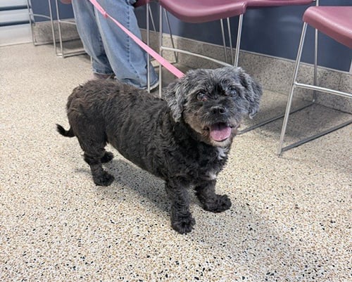 GWEN - Poodle (Miniature) available for adoption
