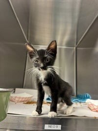LUNA - Photo 1