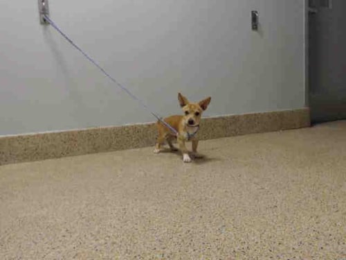 DAVID - Chihuahua / Dachshund available for adoption