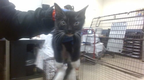 ASHLEY - Domestic Short Hair available for adoption