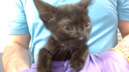 FIJI - Domestic Short Hair available for adoption