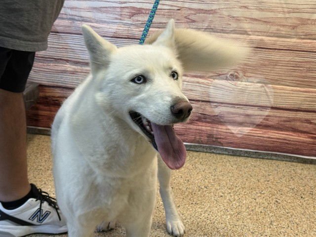 ANGELA - Siberian Husky available for adoption