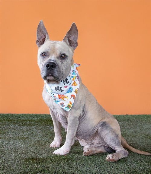 LAZY BONE - American Pit Bull Terrier available for adoption