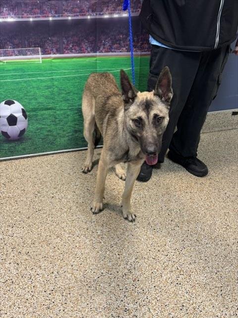 BENJI - Belgian Shepherd Malinois available for adoption