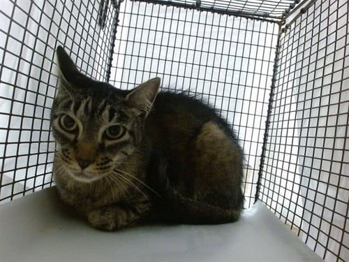 SEFER - Domestic Short Hair available for adoption