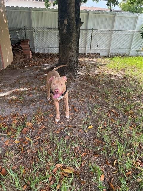 GORDO - American Bulldog available for adoption