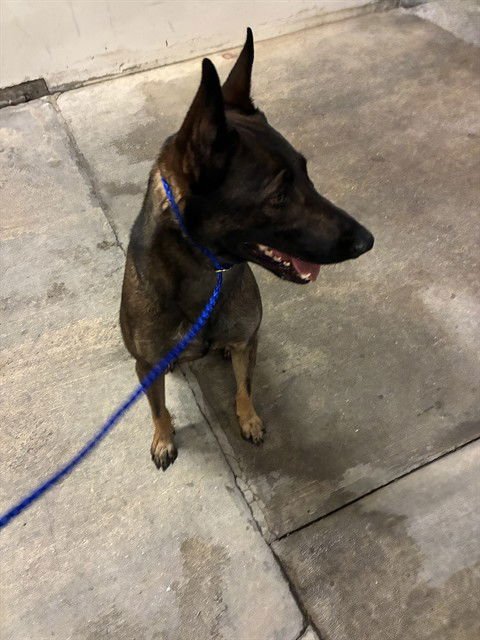 STEVEN - Belgian Shepherd Malinois available for adoption
