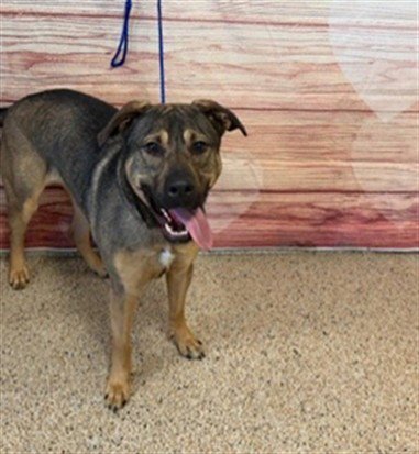 BUDDY - German Shepherd Dog available for adoption