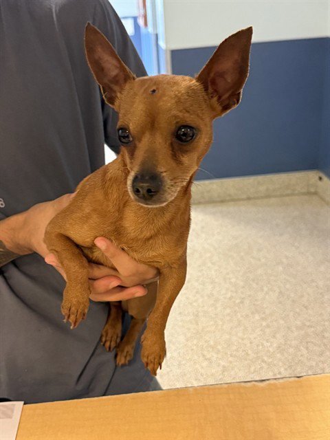 POPCORN - Chihuahua available for adoption